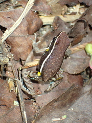 Ameerega altamazonica