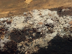 Nectriopsis oropensoides