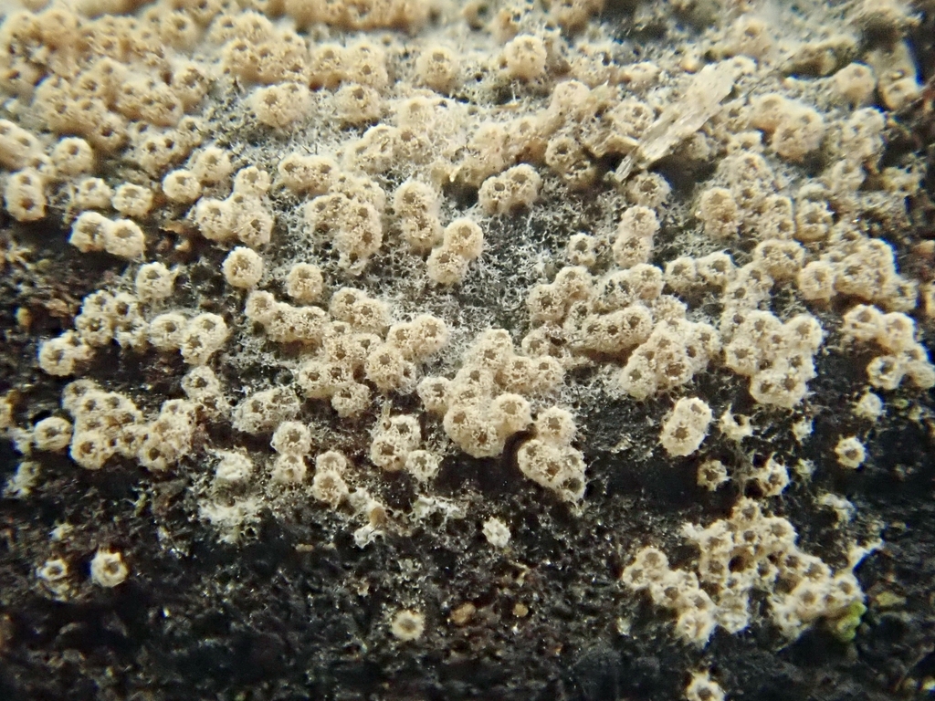 Nectriopsis oropensoides