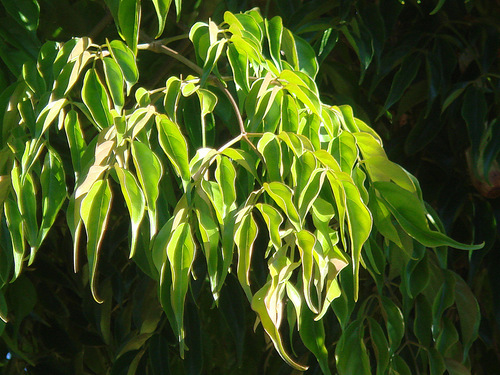 Radermachera sinica
