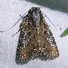 Condica pagetophagus