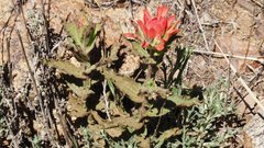 Castilleja martini martini