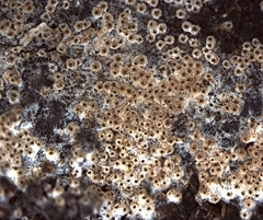 Nectriopsis oropensoides