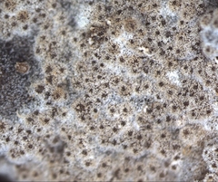 Nectriopsis oropensoides