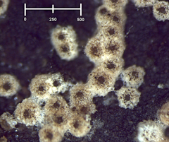 Nectriopsis oropensoides