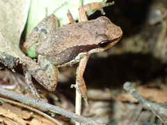 Allobates ornatus