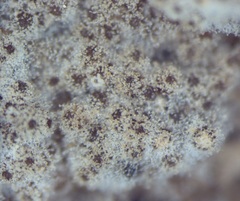 Nectriopsis oropensoides