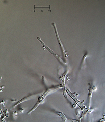 Nectriopsis oropensoides