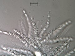 Nectriopsis oropensoides