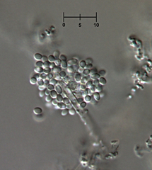 Nectriopsis oropensoides