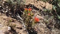 Castilleja martini martini