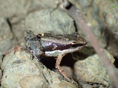 Allobates ornatus