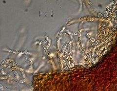 Nectriopsis oropensoides