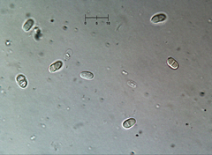 Nectriopsis oropensoides