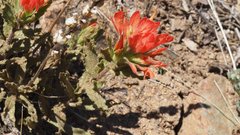 Castilleja martini martini