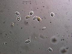 Nectriopsis oropensoides