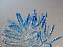 Nectriopsis oropensoides