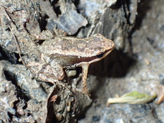 Allobates ornatus
