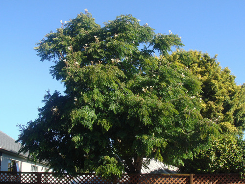 Radermachera sinica