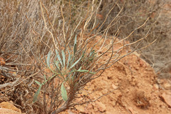 Stanleya pinnata pinnata