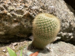 Parodia scopa
