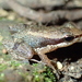 Allobates ornatus - Photo (c) Tom Kirschey, some rights reserved (CC BY), uploaded by Tom Kirschey