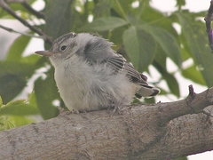 Sitta carolinensis