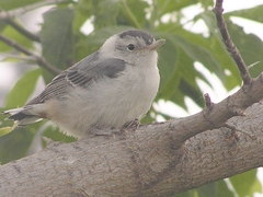Sitta carolinensis