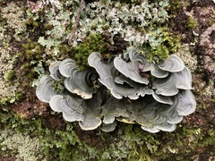 Cora pavonia