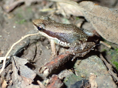 Allobates ornatus