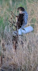 Accipiter cooperii