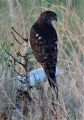 Accipiter cooperii