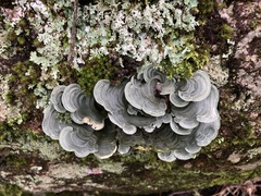 Cora pavonia