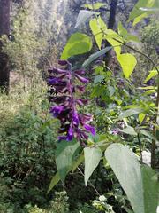 Salvia concolor