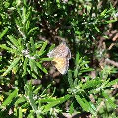 Nacaduba biocellata biocellata