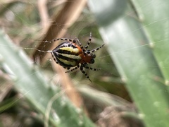 Alpaida quadrilorata