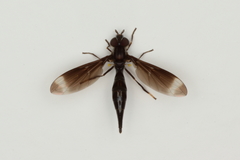 Pelecinobaccha alicia