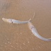 Central Asian Sturgeons - Photo (c) Alexey Chernyak (Черняк Алексей Леонидович), some rights reserved (CC BY-NC), uploaded by Alexey Chernyak (Черняк Алексей Леонидович)