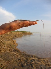 Pseudoscaphirhynchus kaufmanni