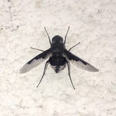 Anthrax dolabratus