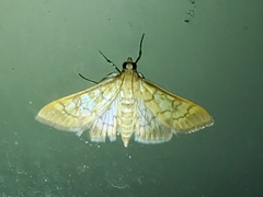 Mimorista