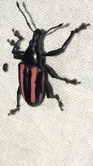 Exophthalmus similis