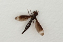 Pelecinobaccha alicia