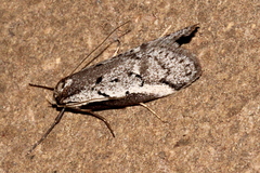 Philobota stella