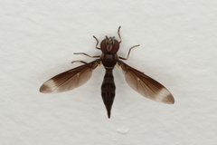 Pelecinobaccha alicia