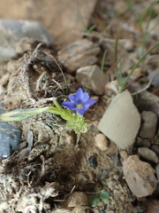 Gentiana prostrata