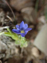 Gentiana prostrata