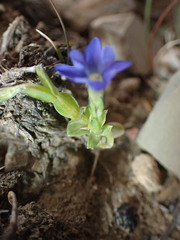 Gentiana prostrata