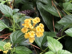 Lantana × hybrida