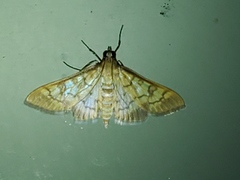 Mimorista